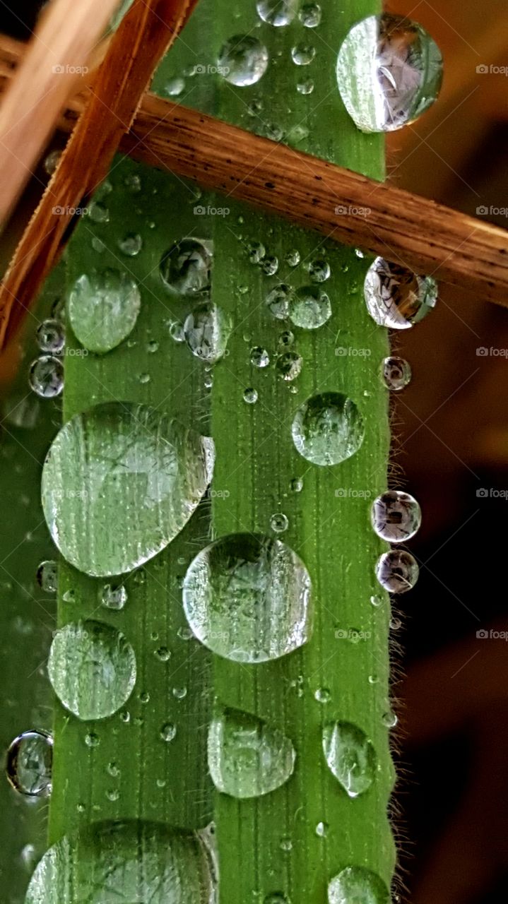 Drops of water on the grass.
