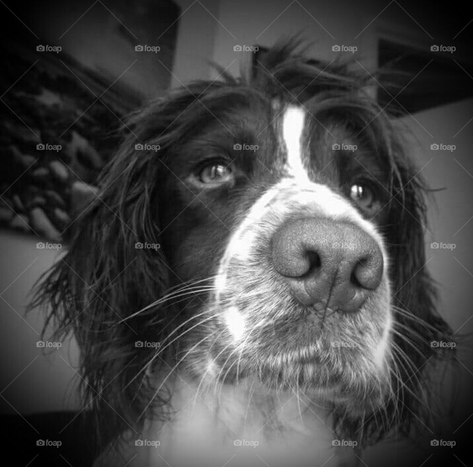 English Springer Spaniel gun dog