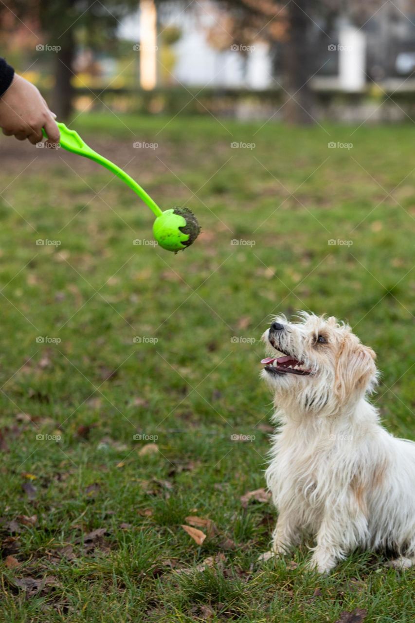 The dog playing with a ball