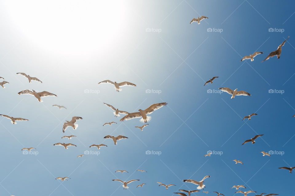 Birds