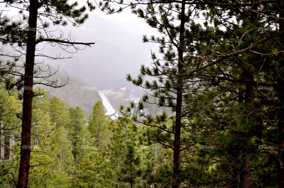 deadwood south dakota trees leaves forest by refocusphoto