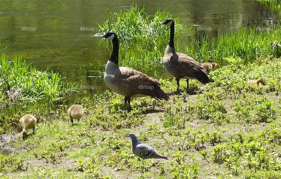 Birds