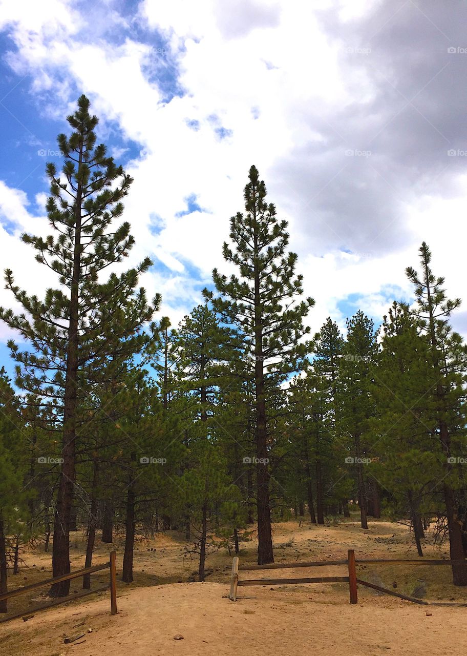 Pine forest at Big Bear Lake, California, United States