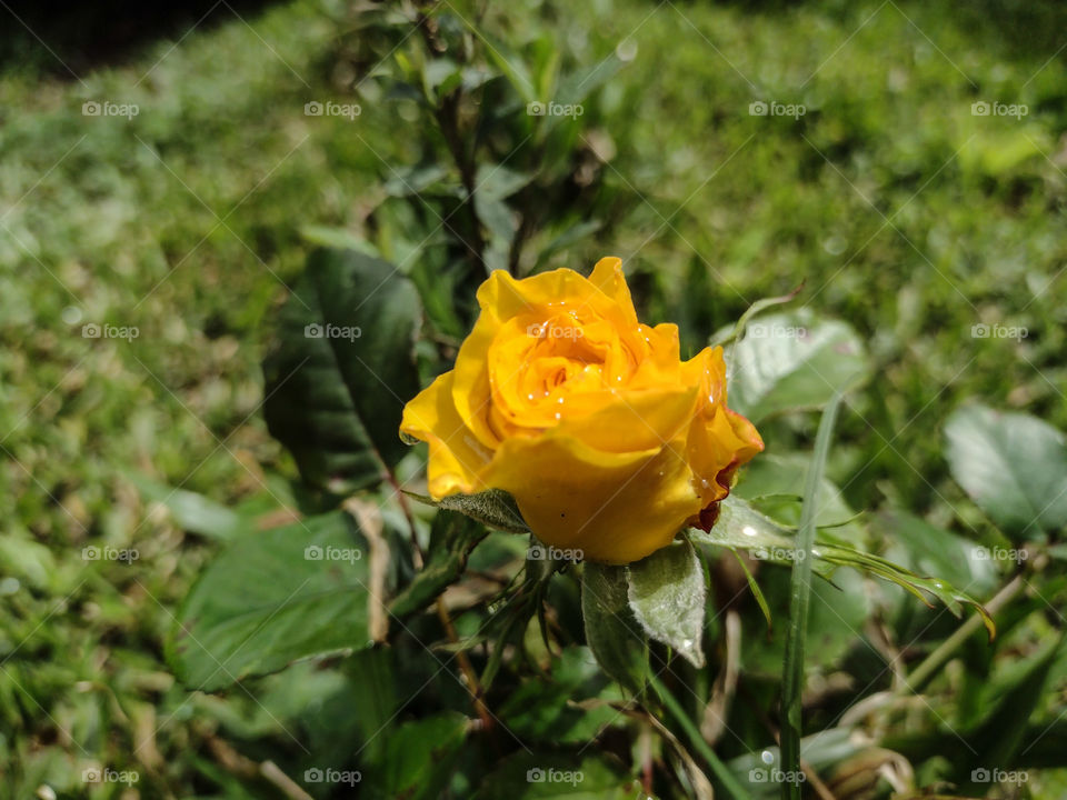 rosa amarela
