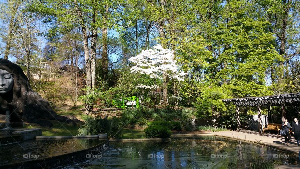 Dogwood Tree of Piedmond