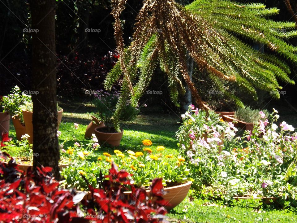 Flowers in Garden