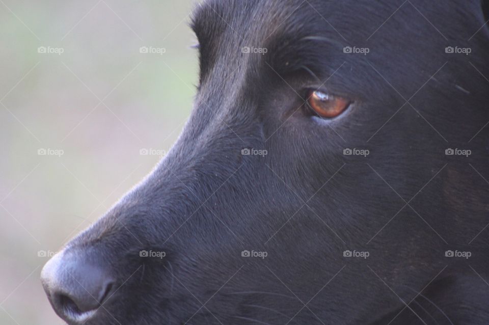 Fire eyed pupper