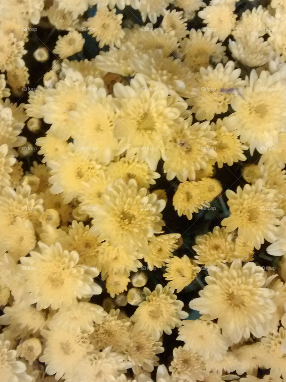 floweeeeers