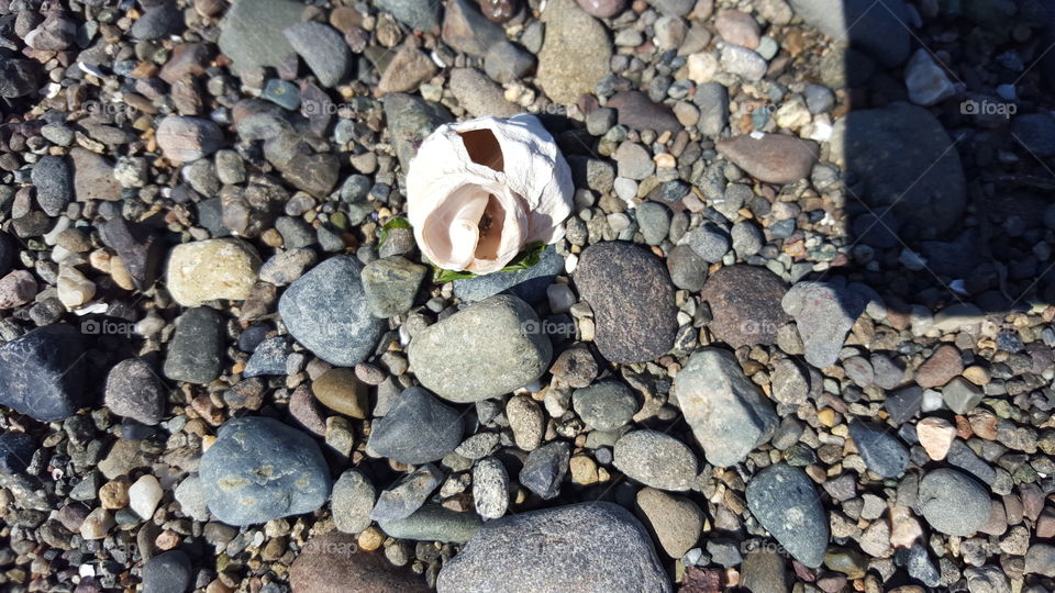 Broken seashell