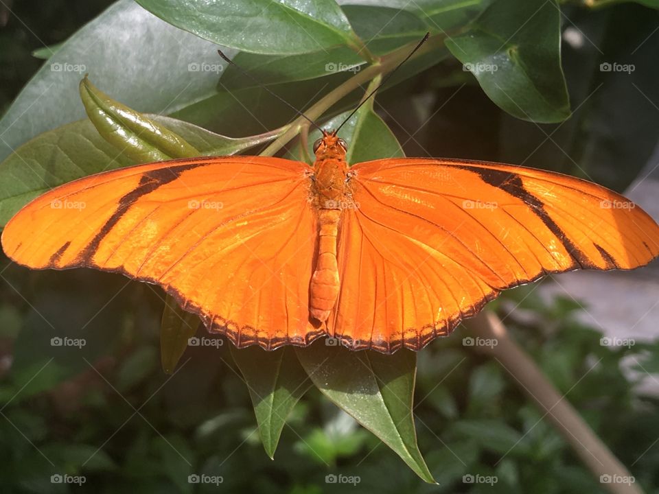 Dryas Julia butterfly.
