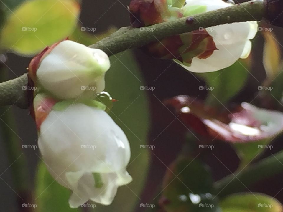 December blueberry flowers