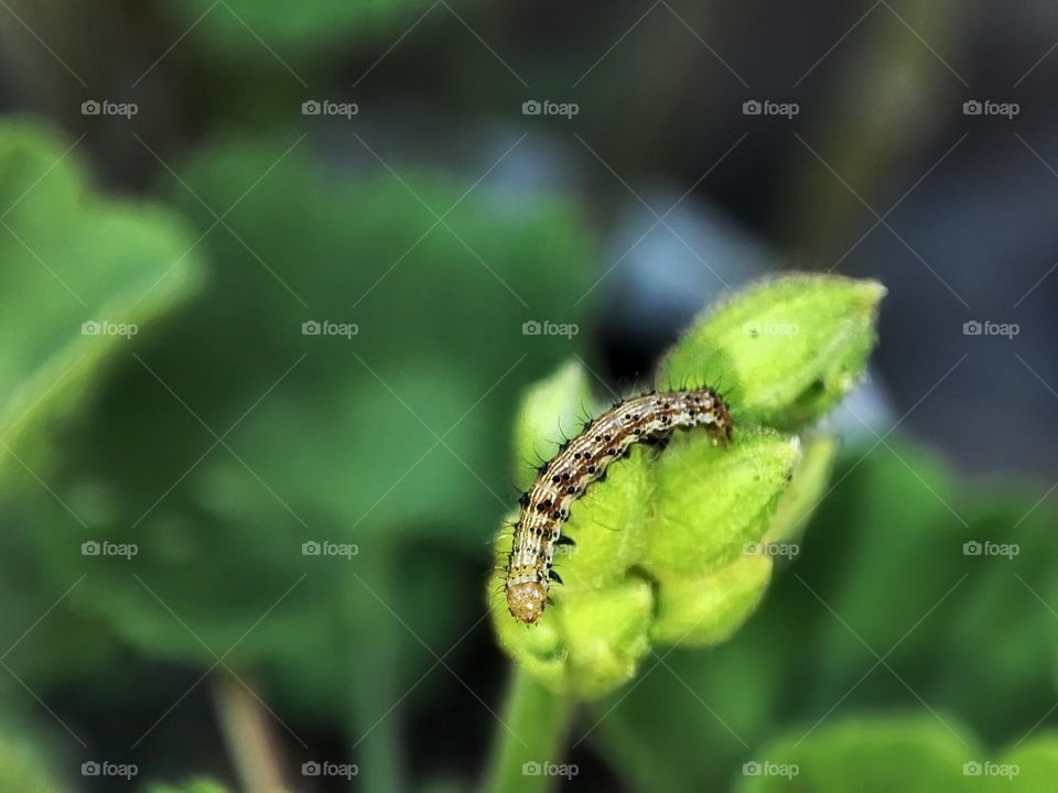 Macro photo of a caterpillar sitting on the flower
