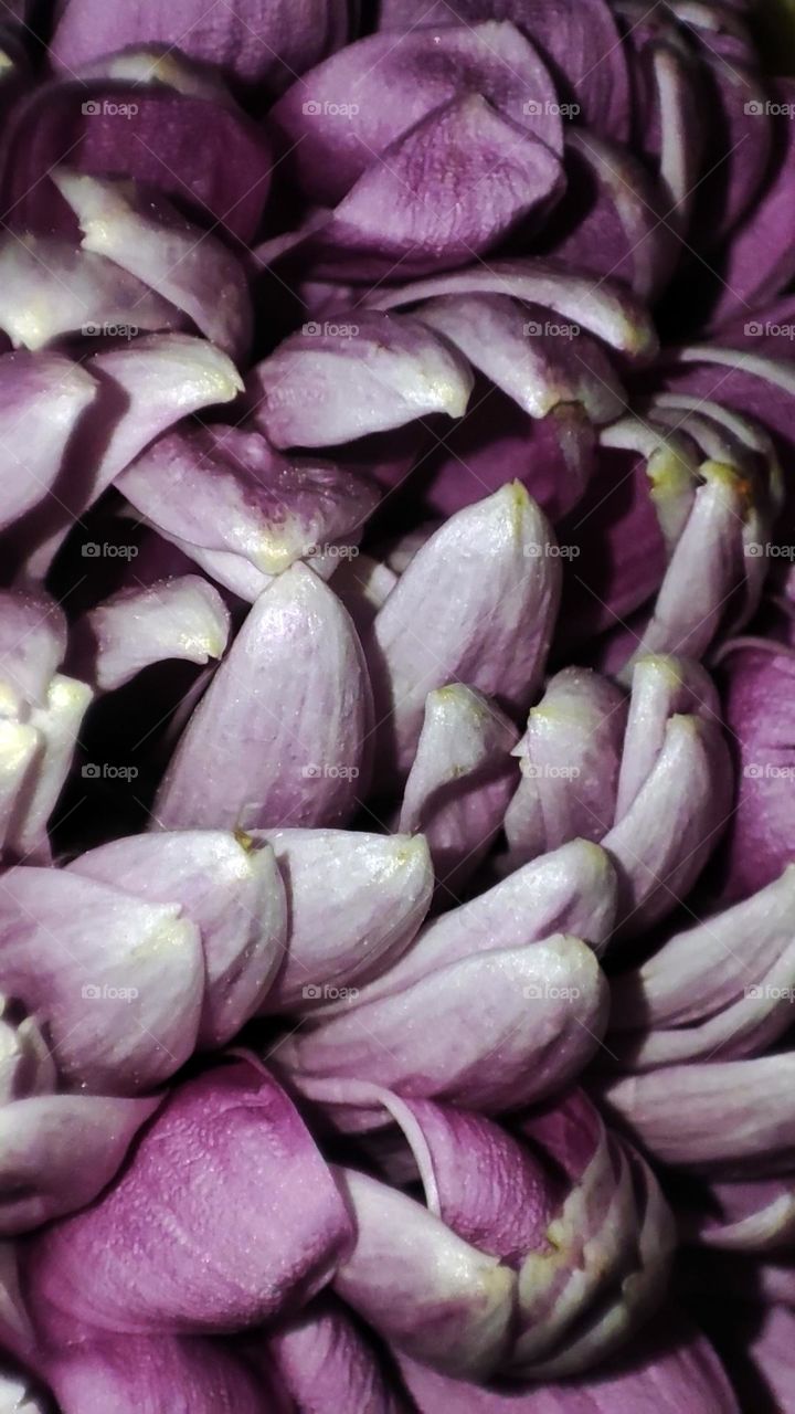 Macro photo of flower growing in the garden