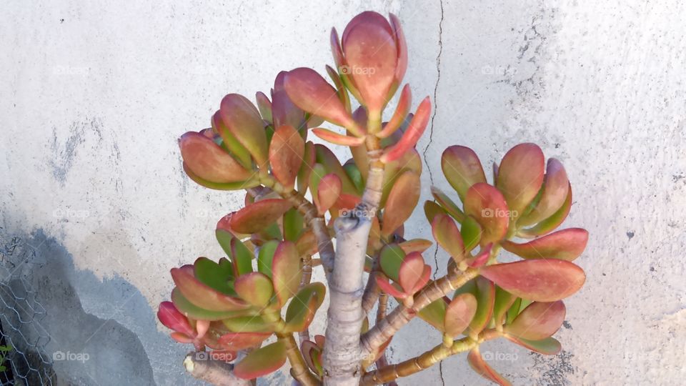Jade plant in cracked pot growing against a patched stucco exterior wall