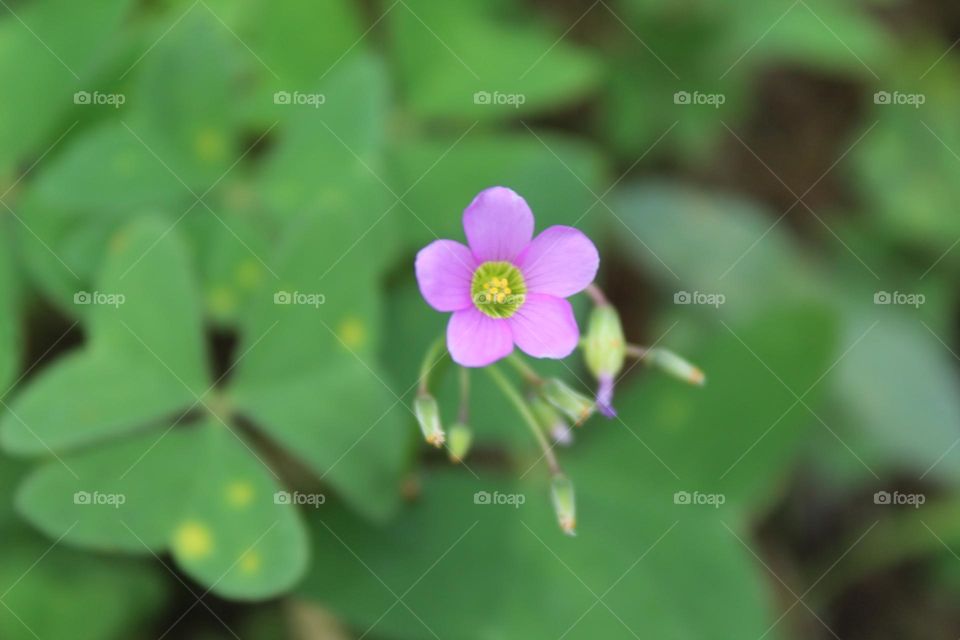 little flower are blooming