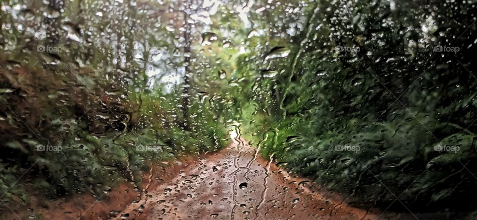rain in the forest