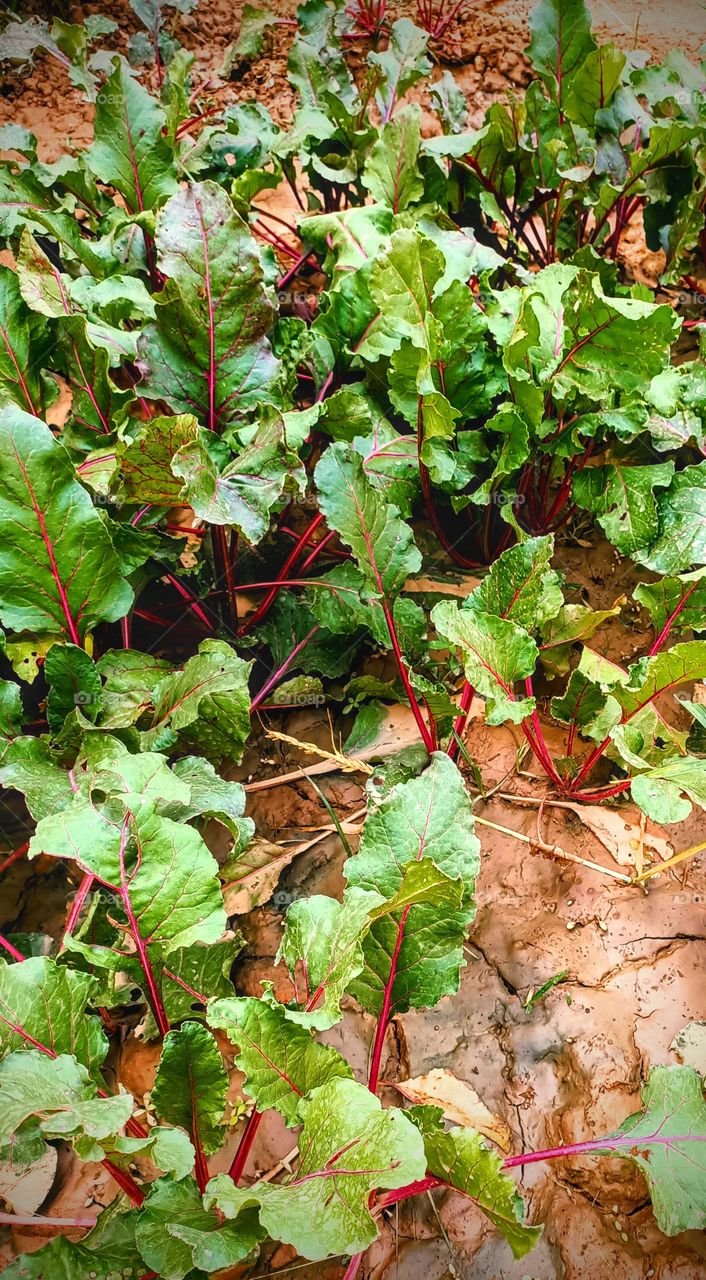 beetroot plant