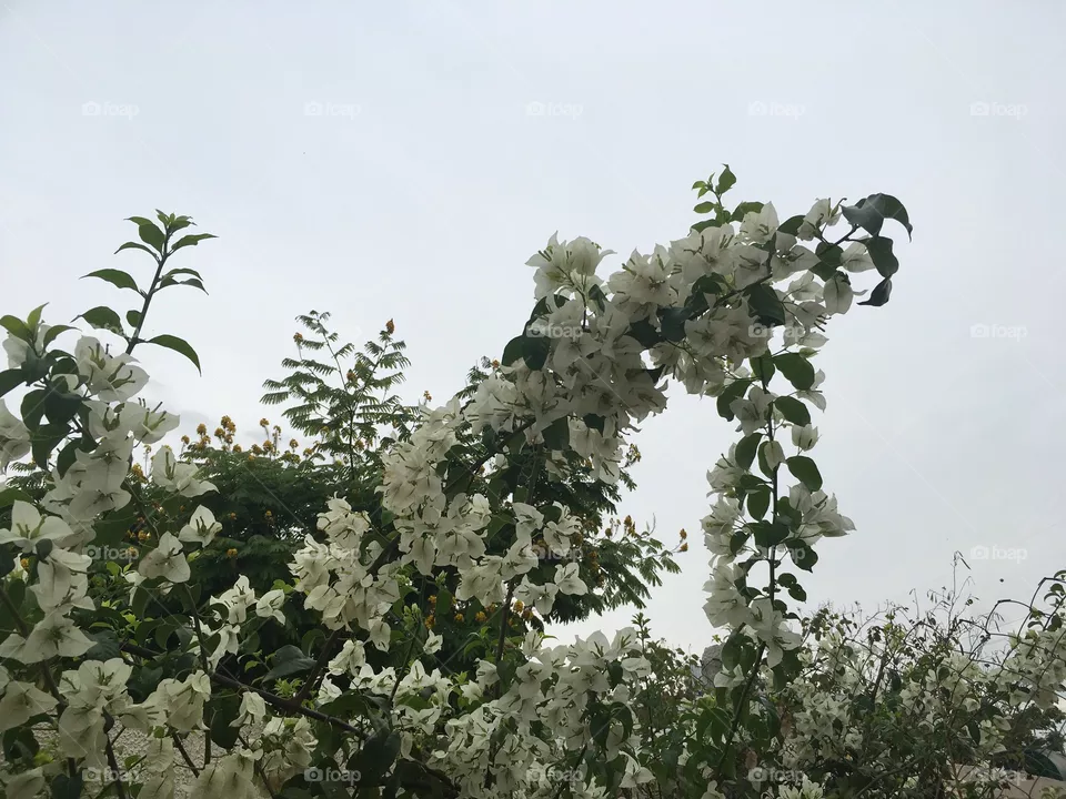 Flores