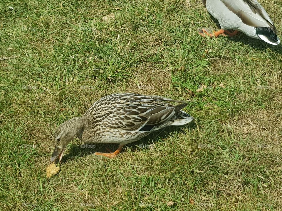 Female duck came to ask for something to eat. She was given a biscuit. and ate it nicely.