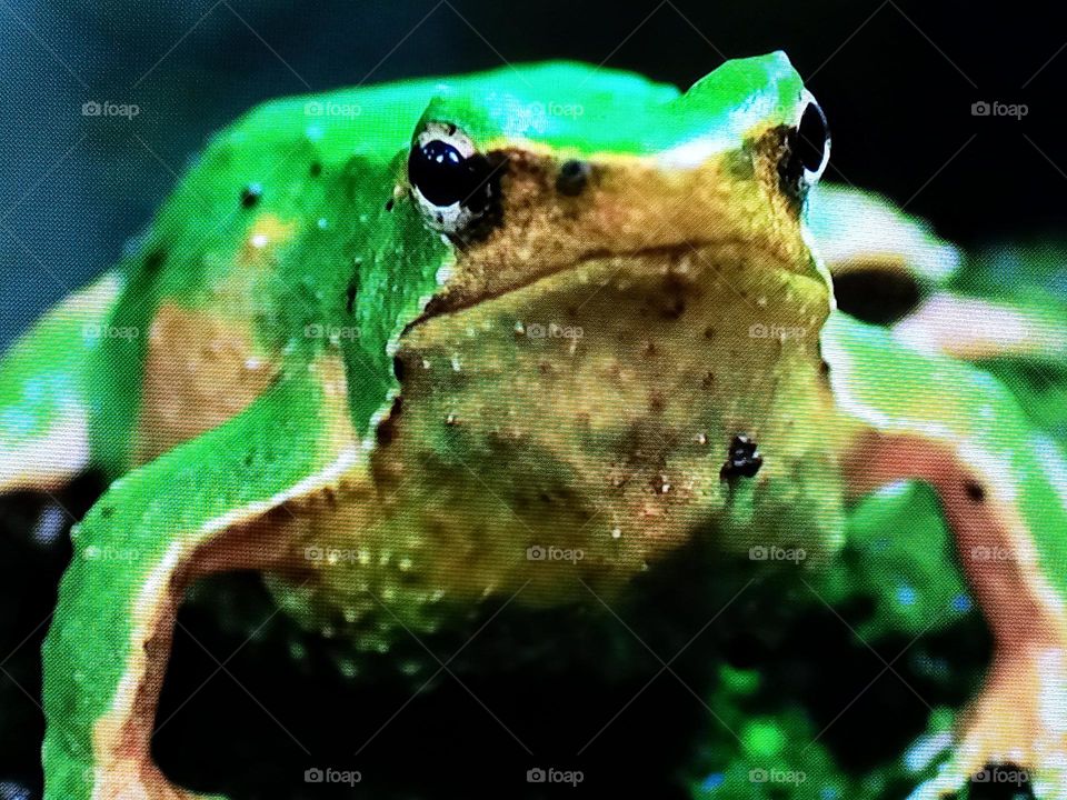 frog photography