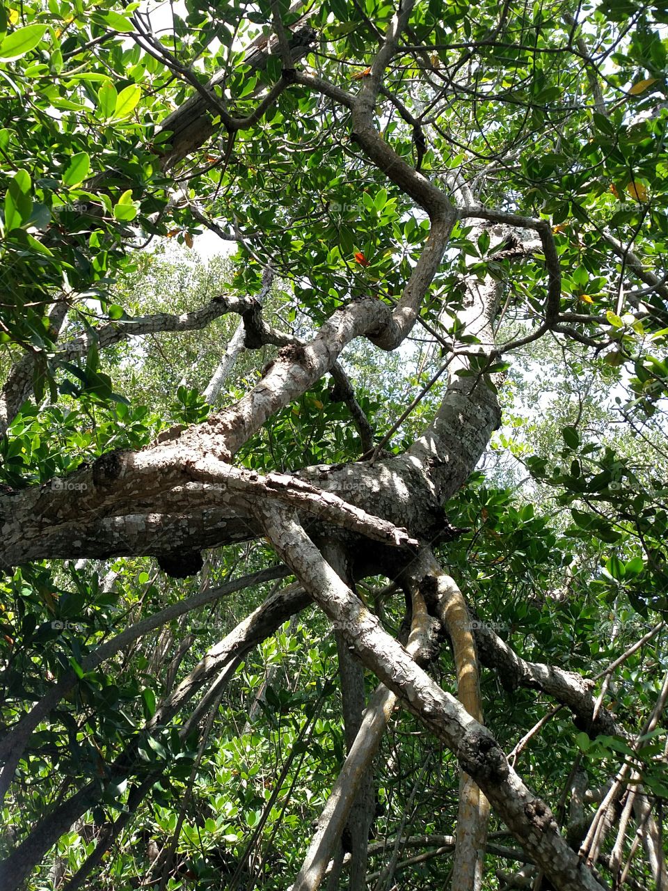 Canopy of Mangroves