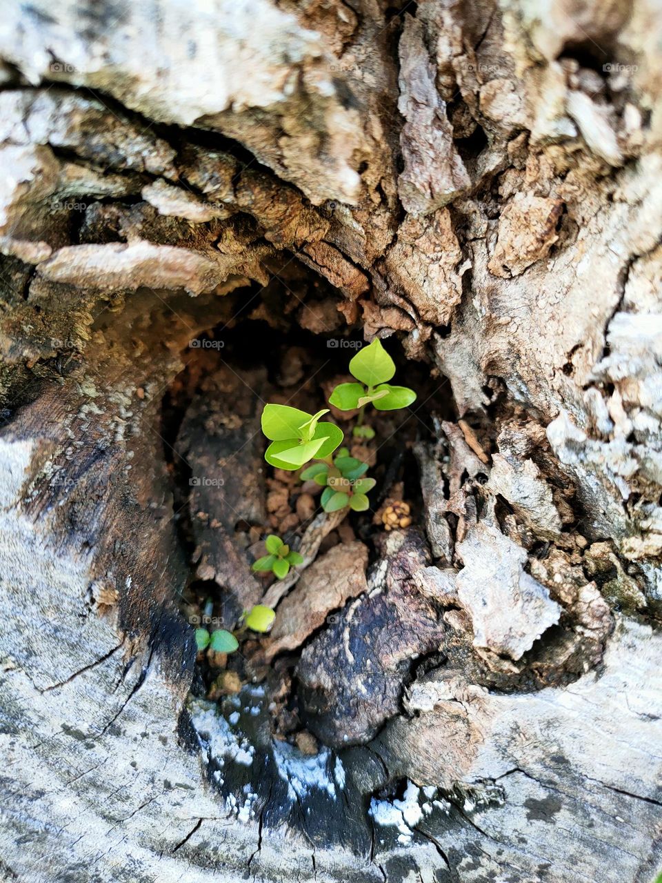 Sapling