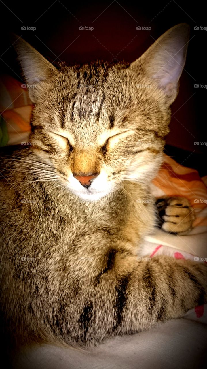 Cat Shira