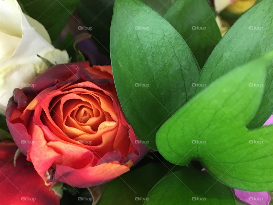 Read and orange rose with greenery