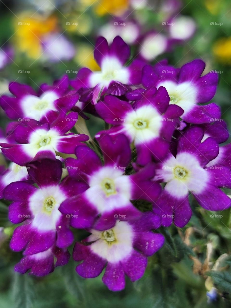 Spring paints the world in vivid hues. Soft pink cherry blossoms, tender green leaves, sunny yellow daffodils, and sky-blue clear days blend into a breathtakingly beautiful palette.