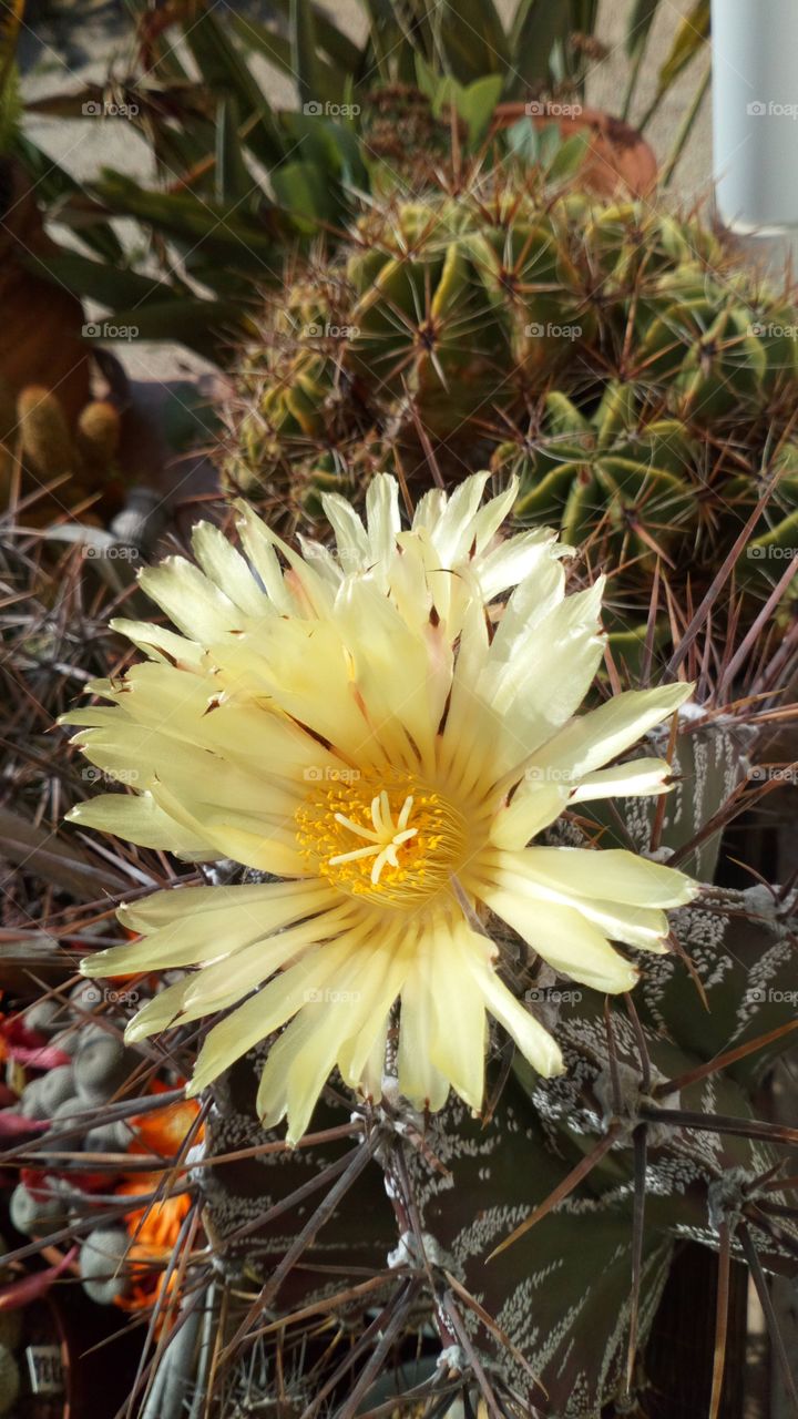 Amarillo cactus planta