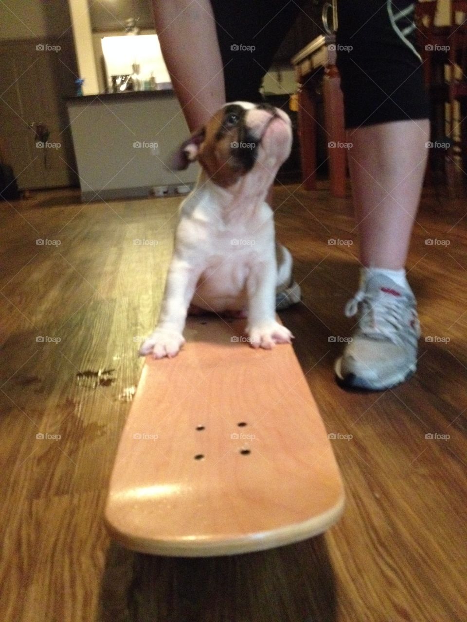 Skateboarding Puppy