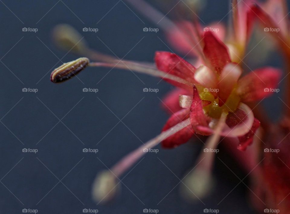 Fallen flower from a budding Red Maple tree.