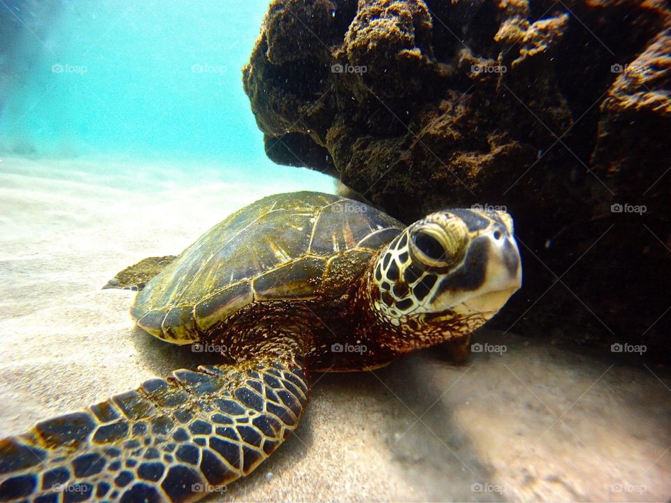 Sea turtle in its natural habitat in Hawaii 