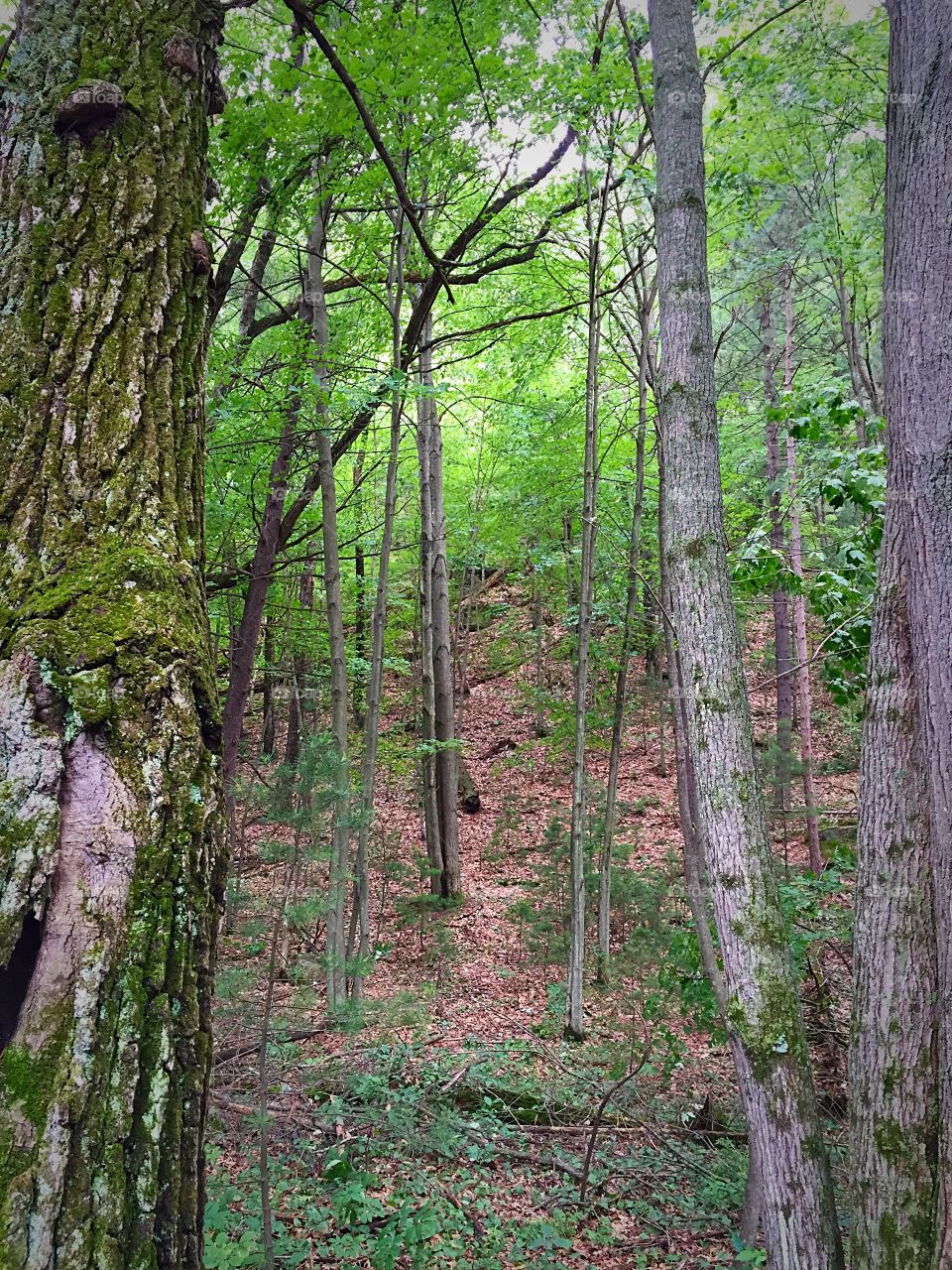 Through the Trees. The side of Mill a Bluff where the hill gradually rises.