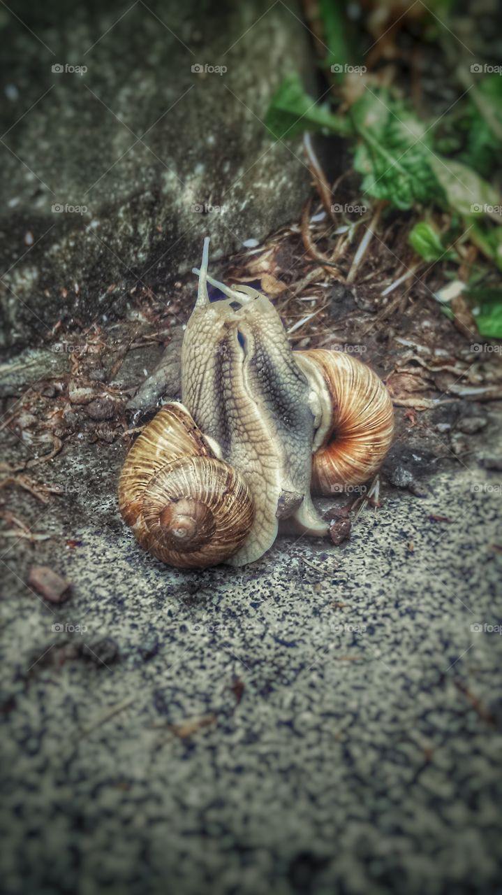 snails in love