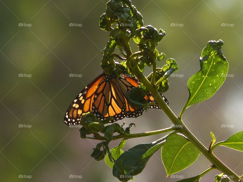 Monarch butterfly on branch