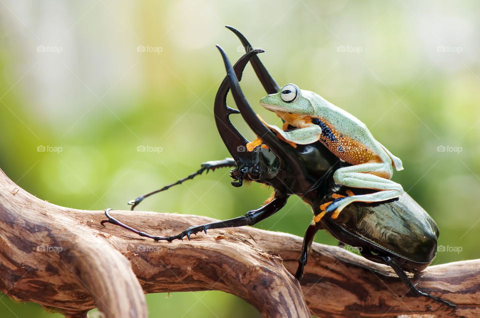 Beetle and Frog