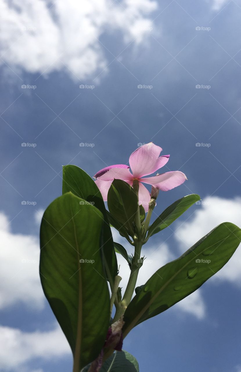 This is a beautiful Periwinkle flower.