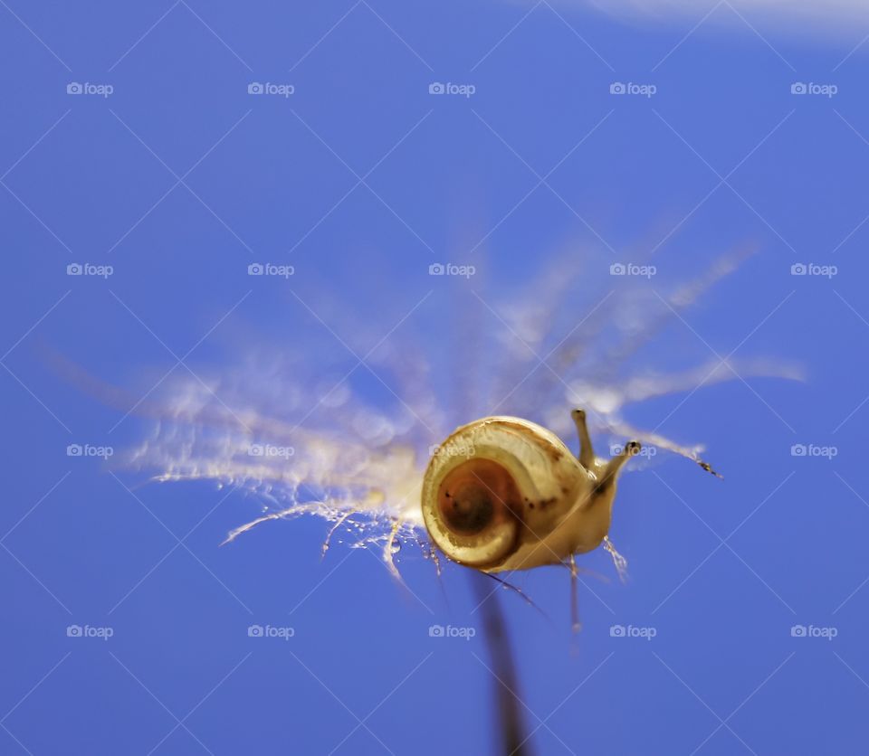 Snail 