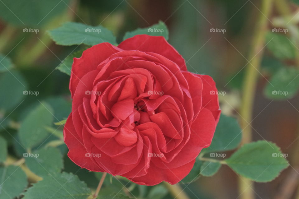 Red rose 