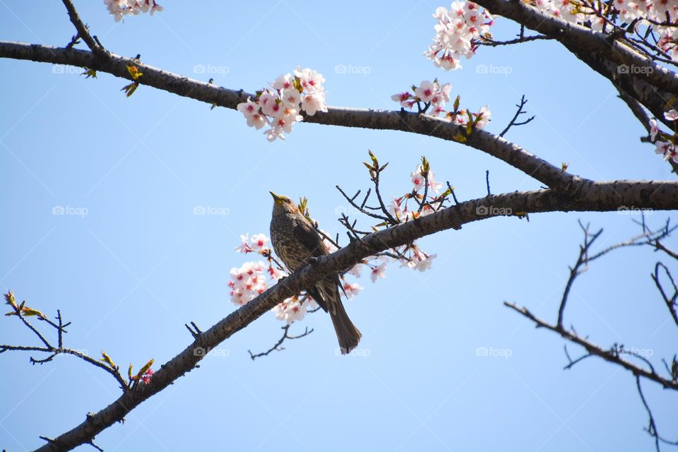 Bird perched on a cherry blossom tree