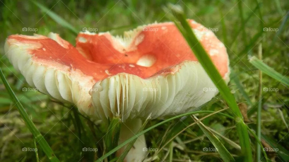 Mushroom 