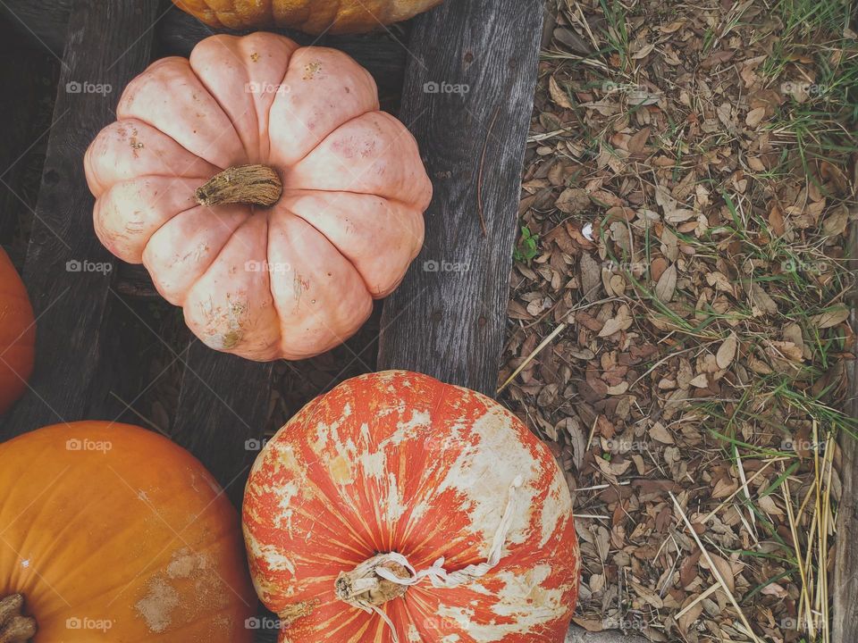 Pumpkins of all shapes, colors, sizes and textures.