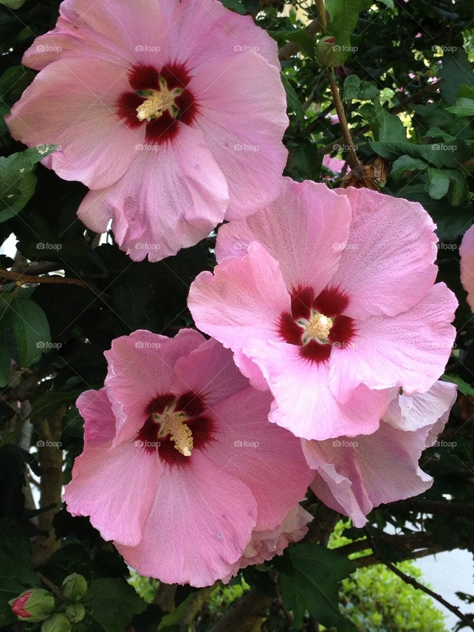 Pink Rose of Sharon blooms