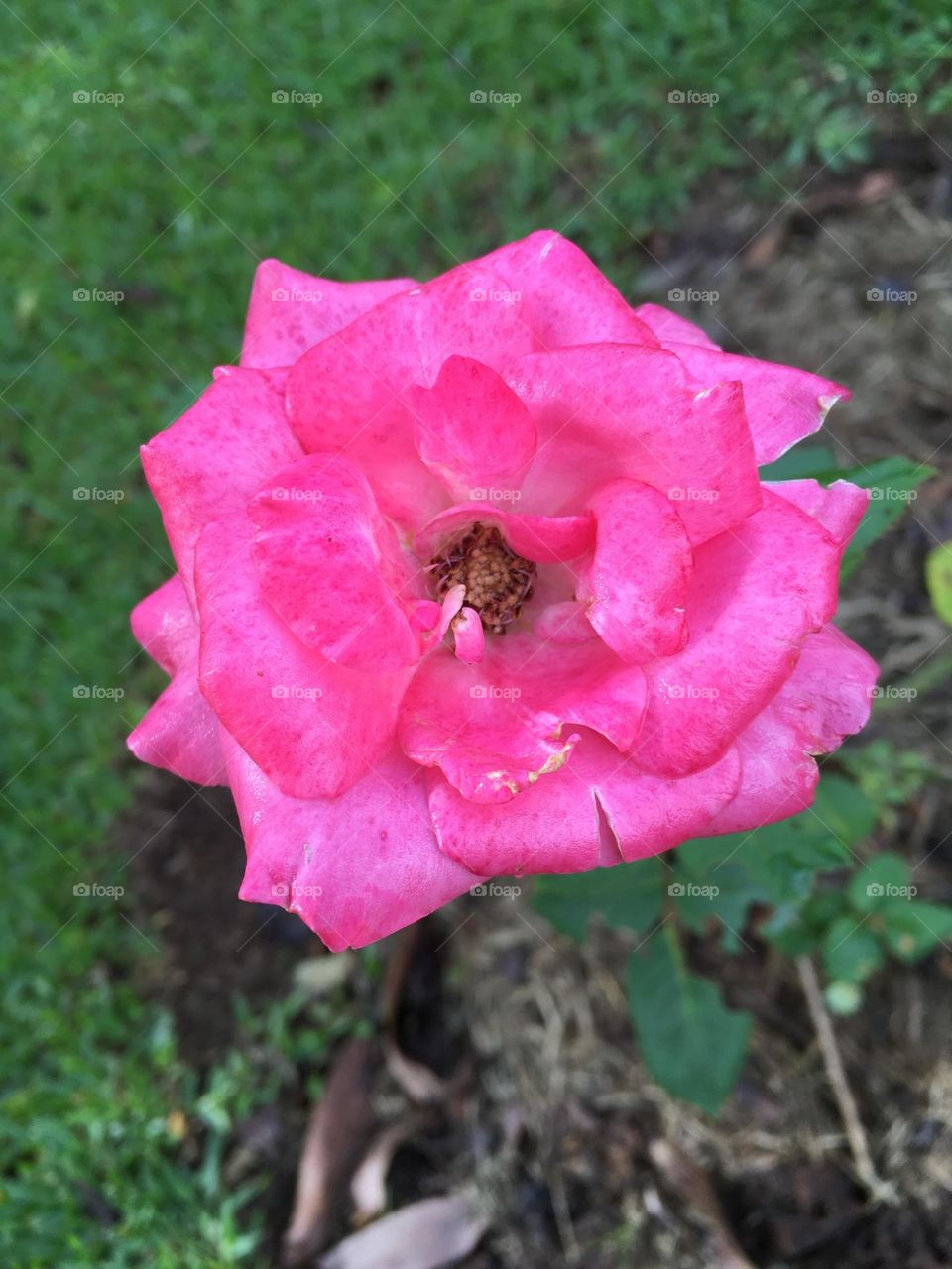 🌹 🇺🇸 Very beautiful flowers to brighten our day.  Live nature and its beauty. Did you like the delicate petals? / 🇧🇷 Flores muito bonitas para alegrar nosso dia. Viva a natureza e sua beleza. Gostaram das pétalas delicadas? 