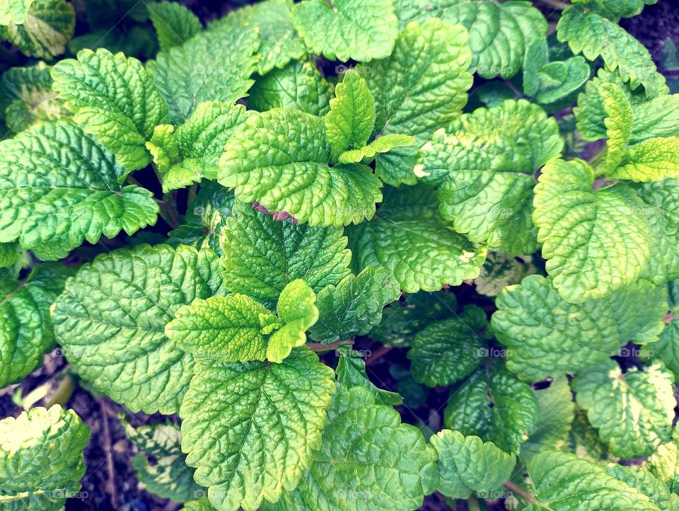 lemon balm - mint herb in the garden.