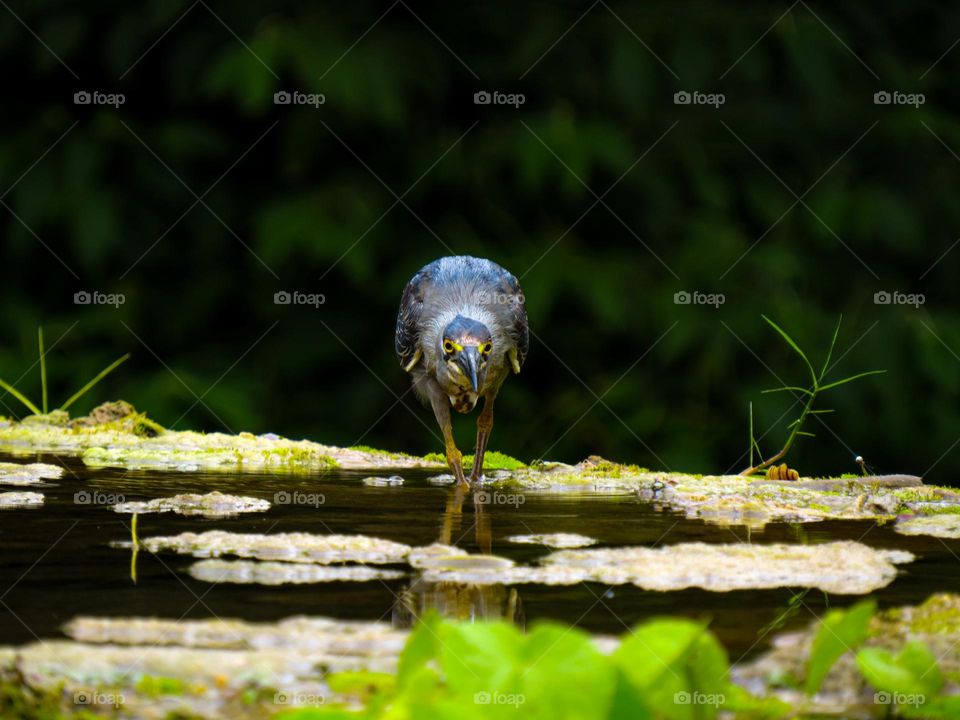 Socozinho pescando tranquilamente em tufas naturais