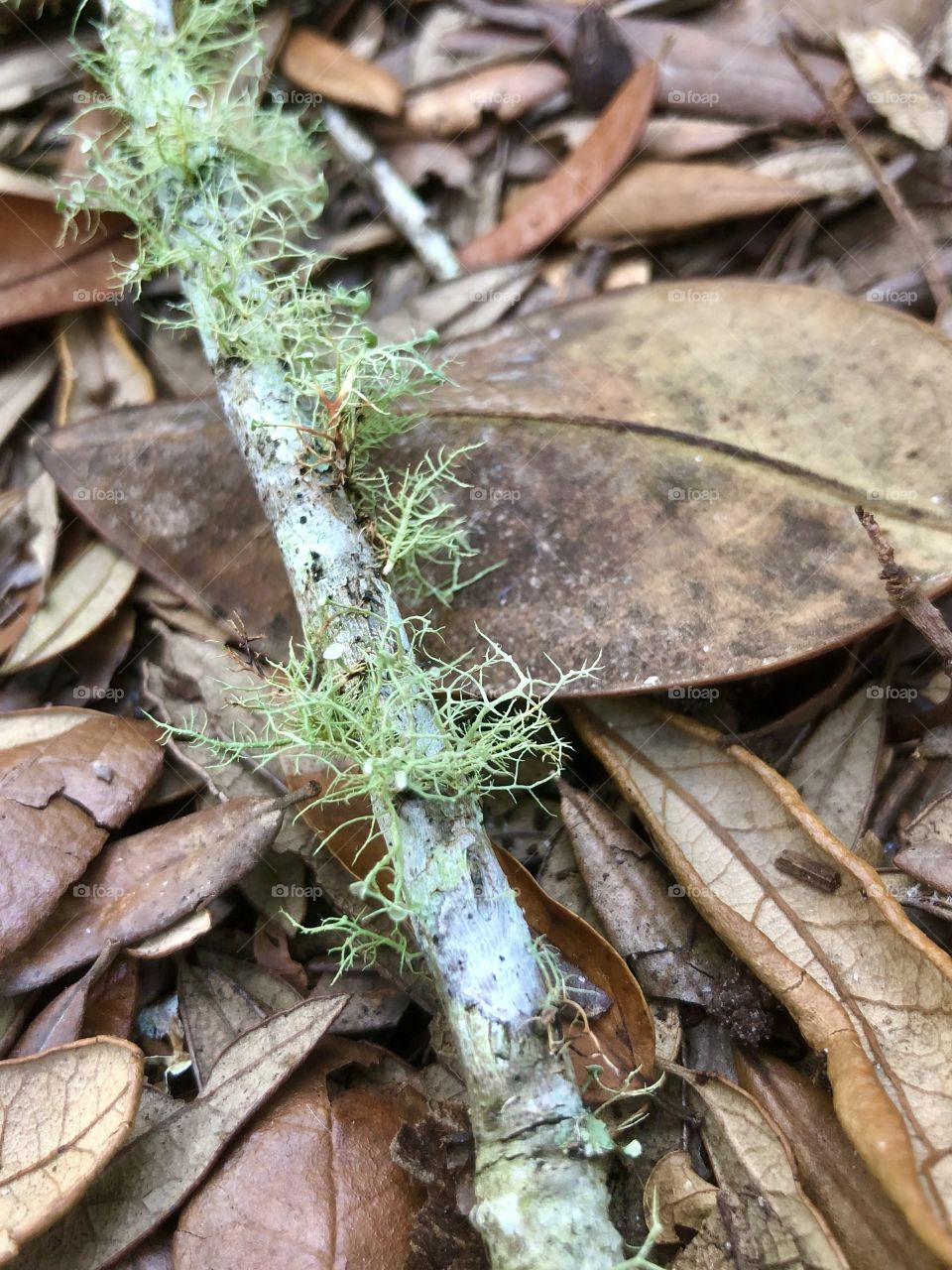 Delicate pale green lichens on twig in fallen leaves 