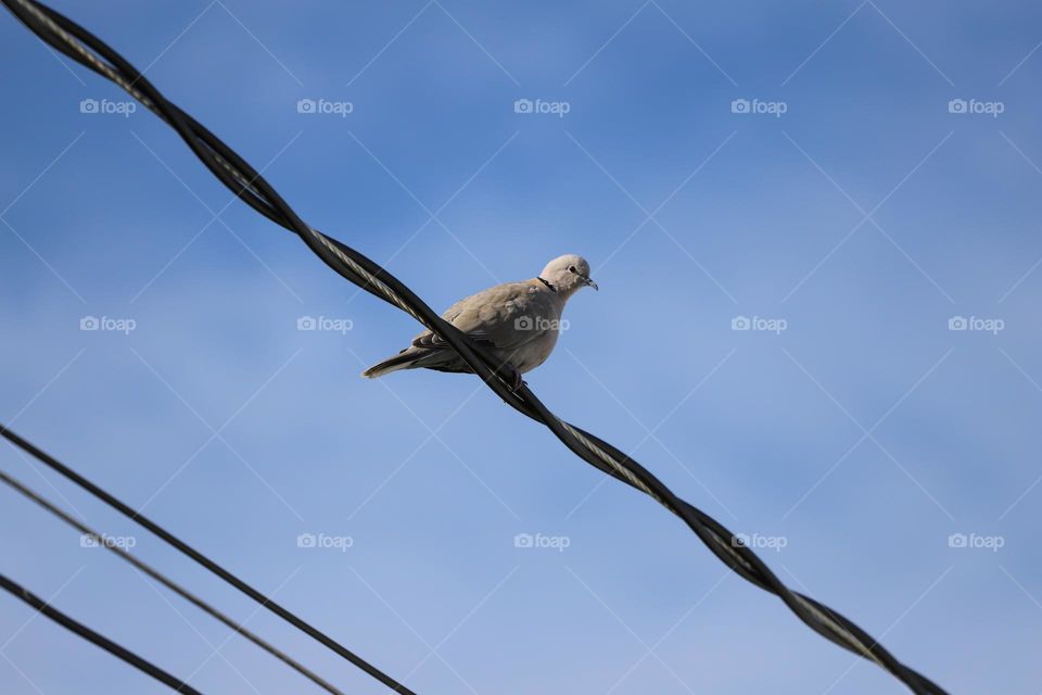 Dove on a wire