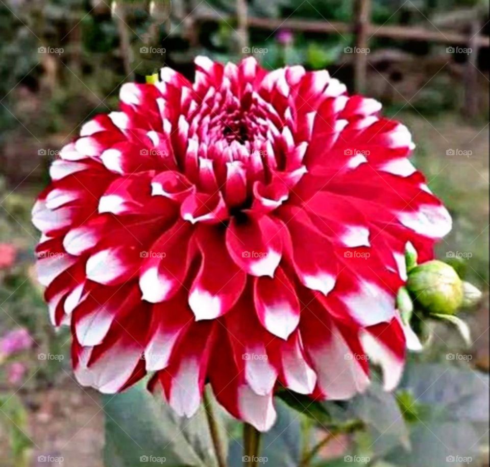 most beautiful and attractive flowers in the garden.